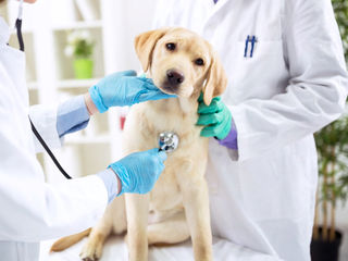 Servicii veterinare / ветеринарные услуги foto 2