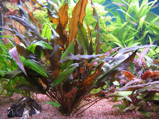 Растения для аквариума недорого foto 3