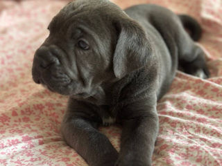 Cane Corso cu pedigree foto 4