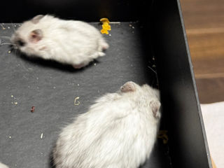 Hamsteri gratis foto 3