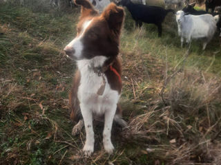 Border collie foto 2