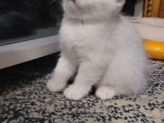 Scottish fold chinchilla!!! foto 2