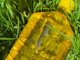 Vindem ulei de floarea soarelui presat la rece, rafinat, filtrat, 100% natural. foto 5