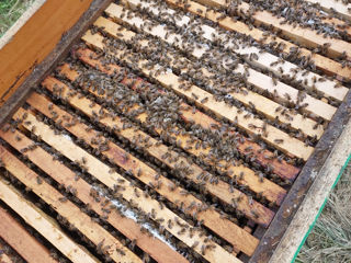 Продам пчел вместе с ульями,по 22 рамы с пчелой в улье