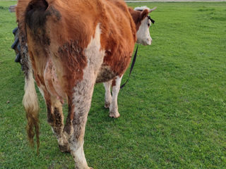 Vind vaca tinără fătată foto 2