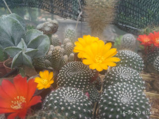 Vind colectie de cactusi foto 6