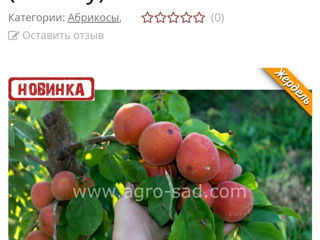 ,ын вынзаре поми фруктифери foto 5