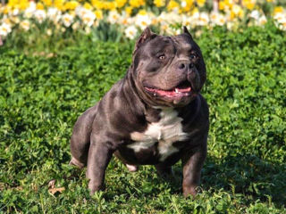 American Bully foto 4