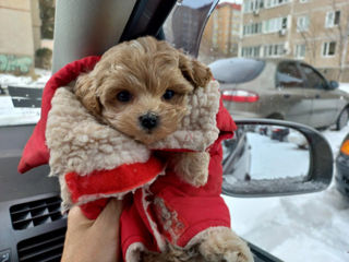 Mini maltipoo foto 2