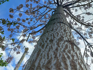 paulownia foto 9