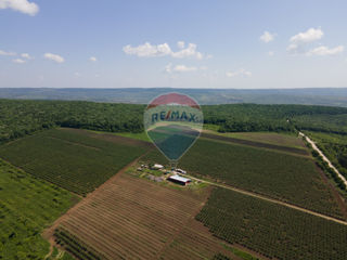 Complex Agro-Industrial Livadă de prune cu uscătorie și tehnică agricolă foto 2