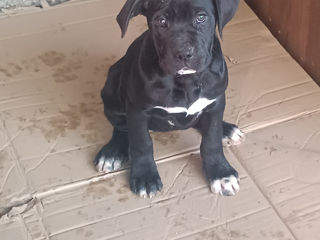 Cane corso