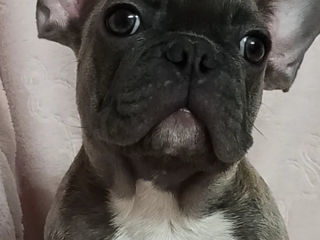 French Bulldog Щенки foto 1