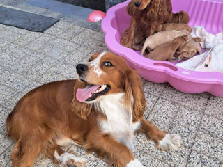 Coker Spaniel foto 5