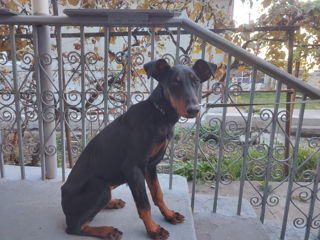 Doberman foto 2