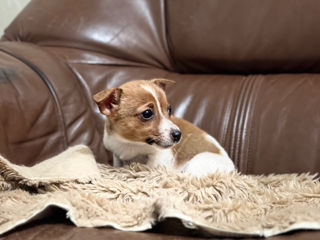 Jack Rassel terrier