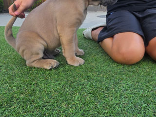 Cane corso pui FCI foto 9