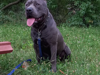 Pitbul blue nose XL foto 3