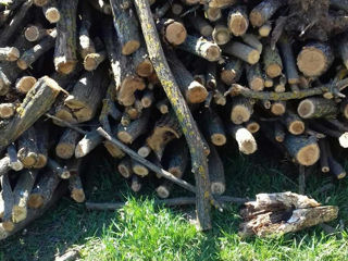 Vând lemne de salcâm din pădure  s.Micauti r.Straseni