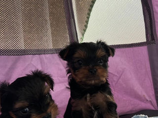 Vand Yorkshire Terrier mini / pret usor negociabil foto 4