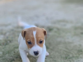 Jack Russel foto 6