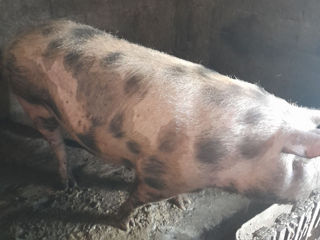 Cumpar porci toata moldova 35 lei kg foto 2