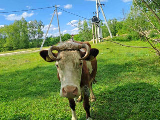 bovine foto 3