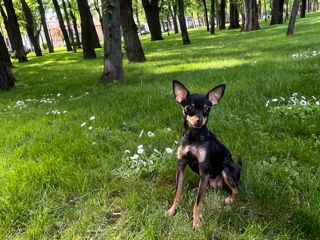 Femela toy terrier rusesc