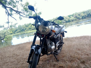 Viper Vipera r6