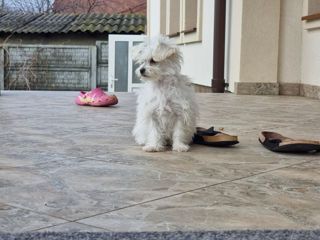 Bichon Maltese foto 7