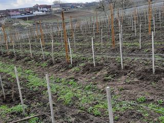 Ofer servicii în agricultură, întrebați - o bandă largă de servicii foto 4