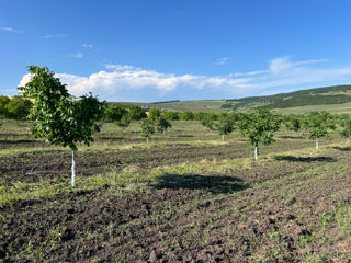 Livadă de nuci, de soi Pescianski foto 3