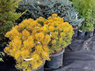 Plante Decorative Rafinate La Pret Angro Lichidare Stoc  !!! foto 4