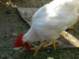 Leghorn foto 6