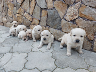 Vindem cățeluși Labrador!