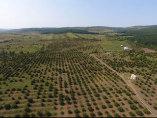 Плантация фундук.  foto 0