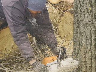 Servicii de tăiere a copacilor la cele mai accesibile preturi si cea mai inalta calitate! foto 1