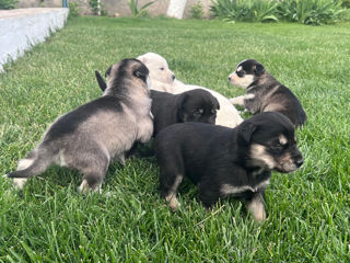 Vînd Metis Labrador & Husky foto 4