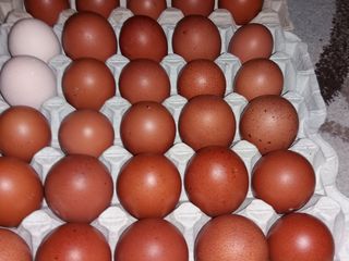oua/ яйца и цыплята Маран foto 3