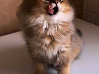 British Golden   foto 0