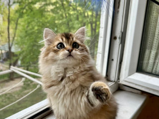 British Longhair golden