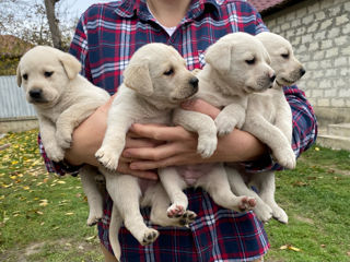 Vindem cățelușe labrador foto 2