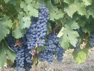 Struguri Cabernet,Merlot. foto 2