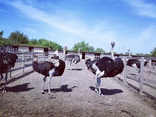 Famili de strut foto 2