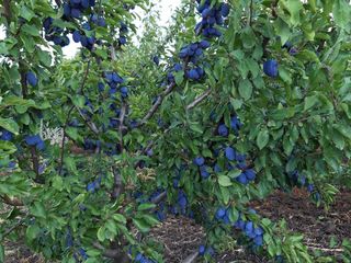 Prune proaspete foto 3