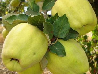 Pomi fructiferi -Gutui _ soiul Codreanca , Auriu foto 1
