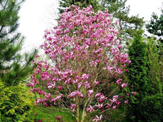 Магнолия Пинки (Magnolia Pinkie) foto 4