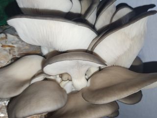 Ciuperci pleurotus ,,Вешанка'' foto 1
