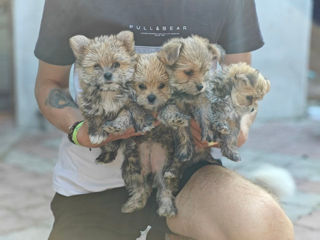 Yorkshire Terrier  foto 0