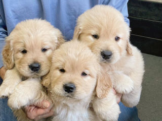 Cățeluși Golden Retriever